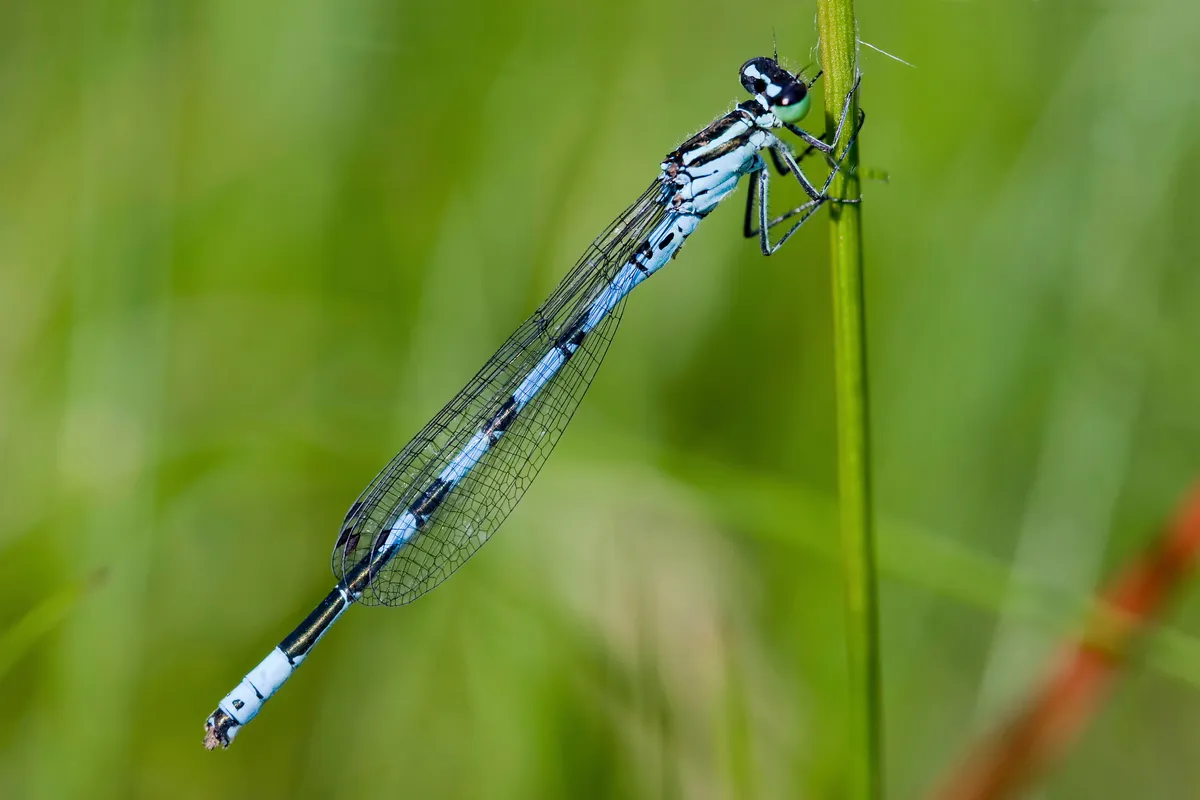 Northern Damselfly