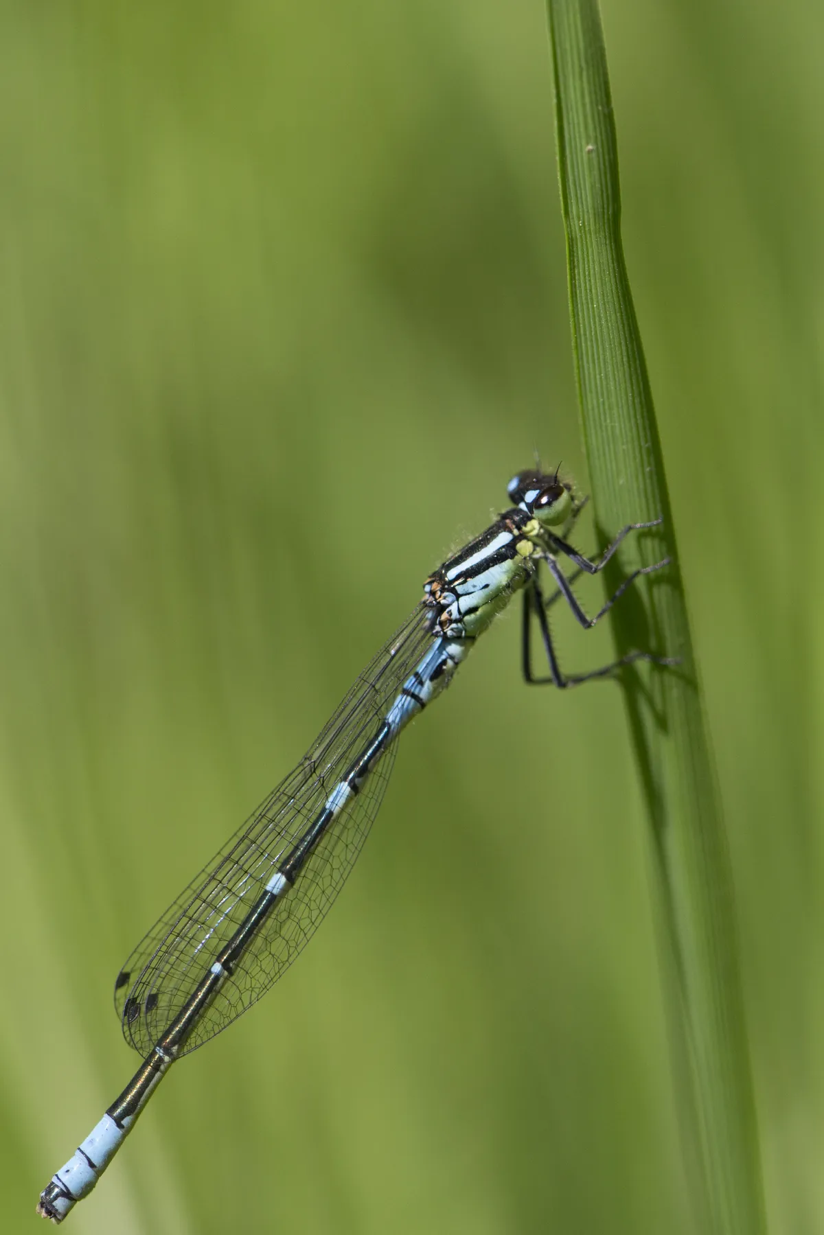 Coenagrion lunulatum