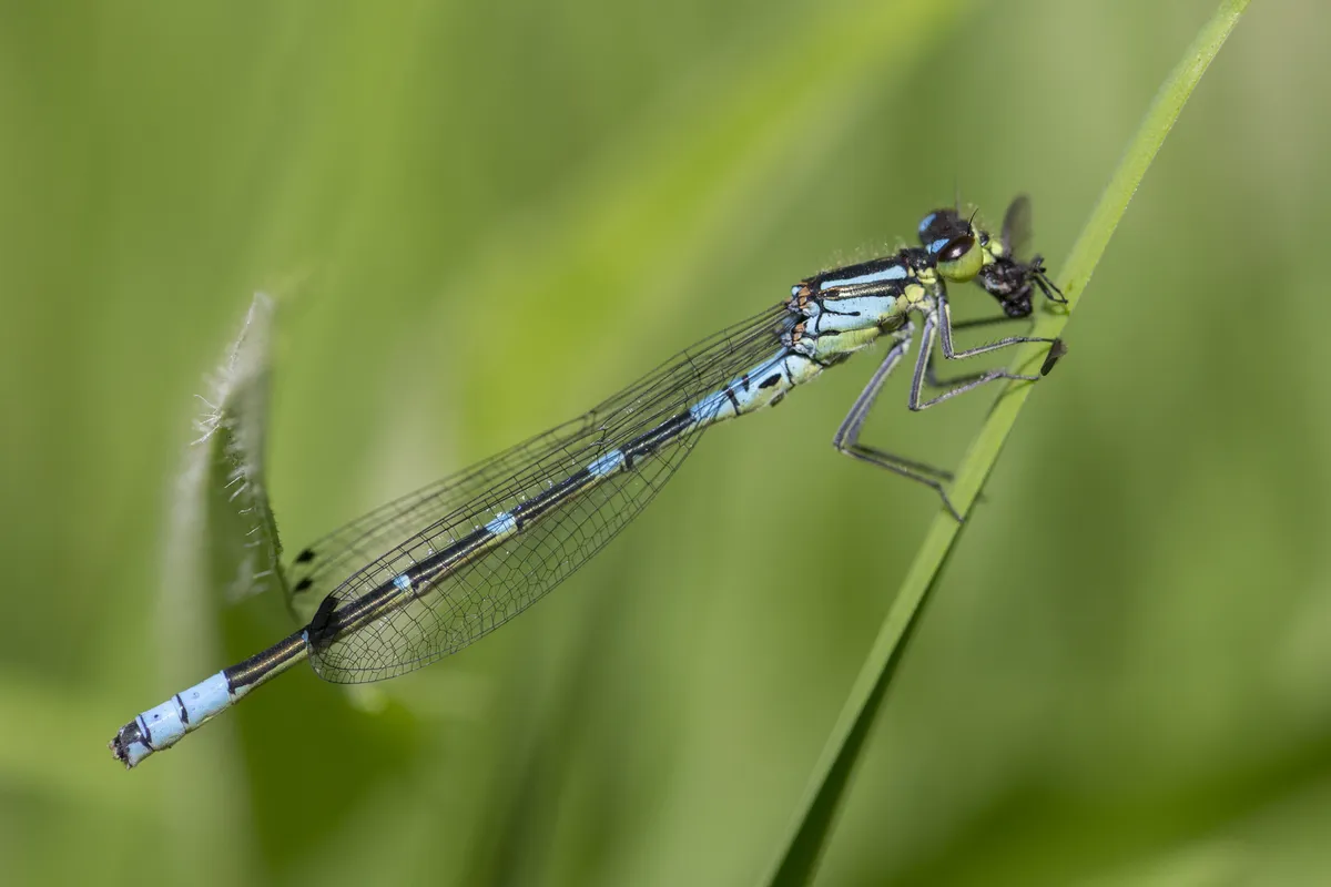 Irish Damselfly