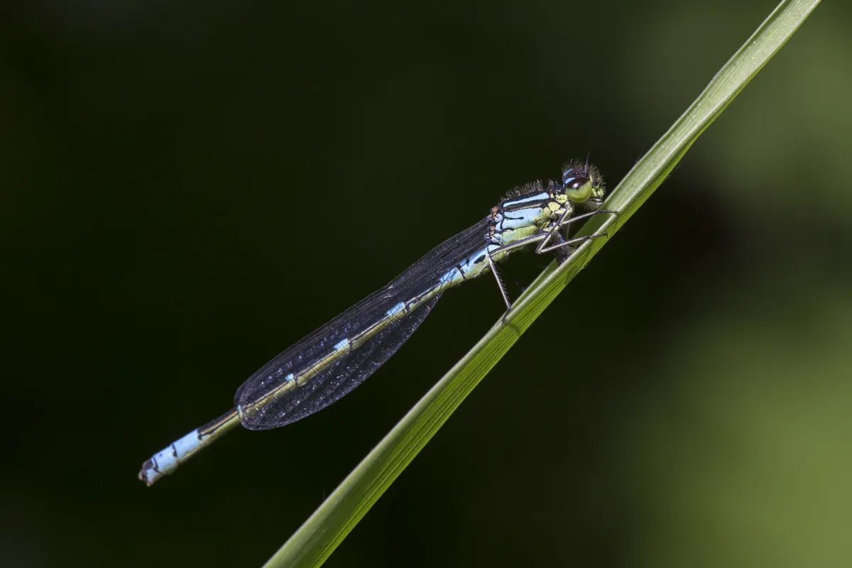Irish Damselfly