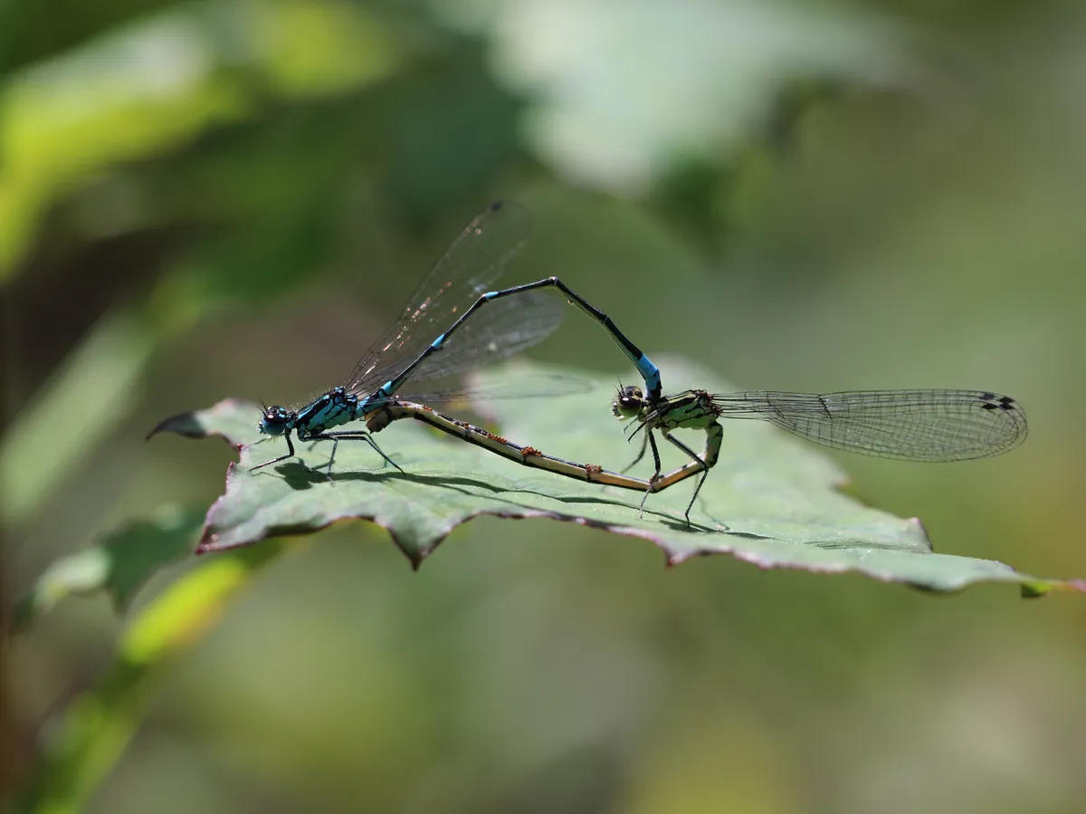 Irish Damselfly
