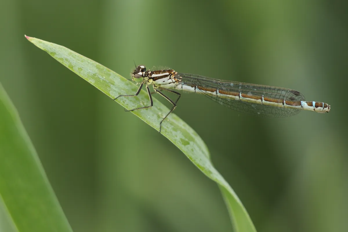 Irish Damselfly