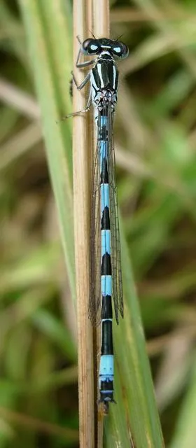 Southern Damselfly