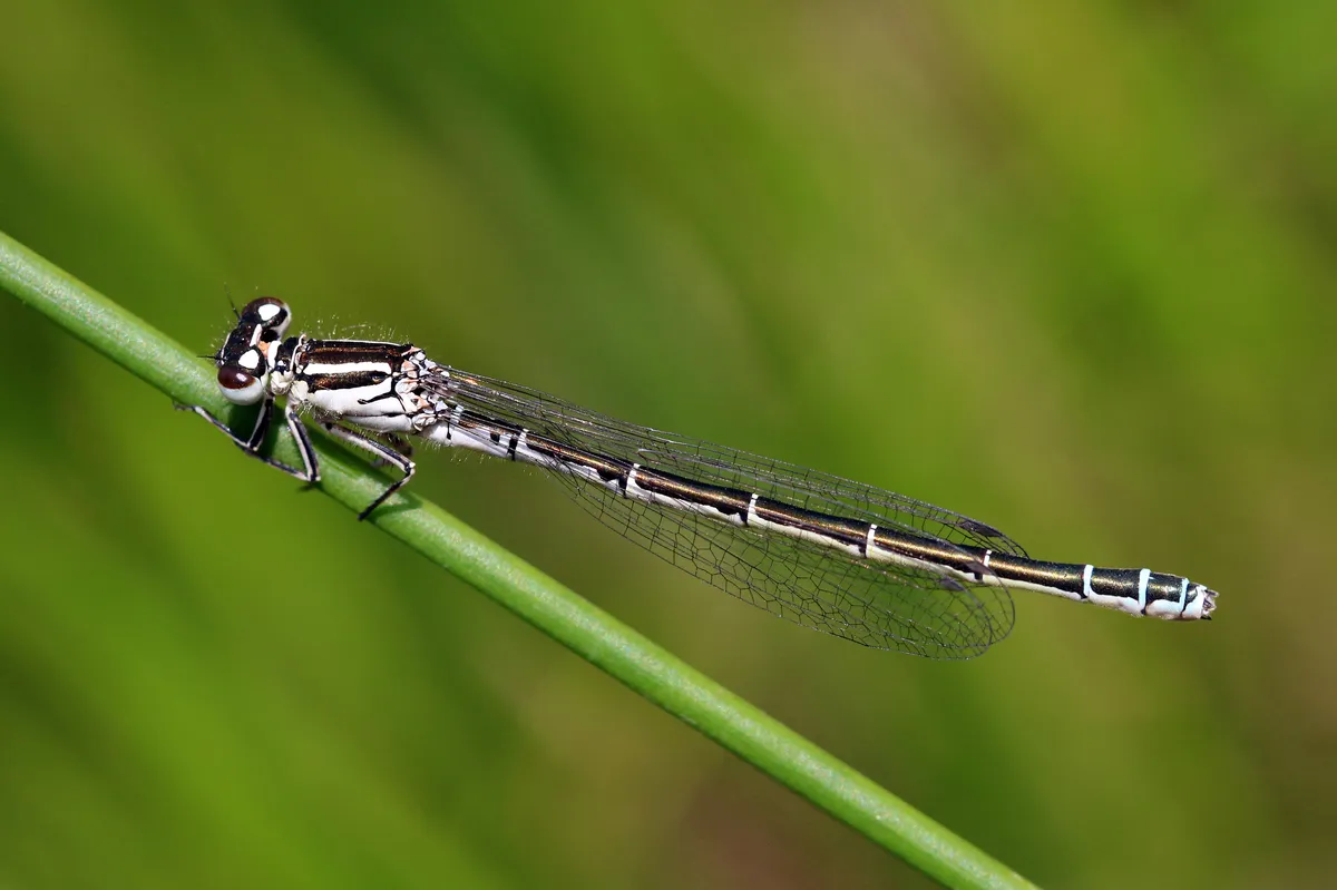Southern Damselfly
