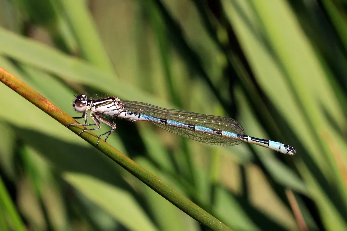 Southern Damselfly