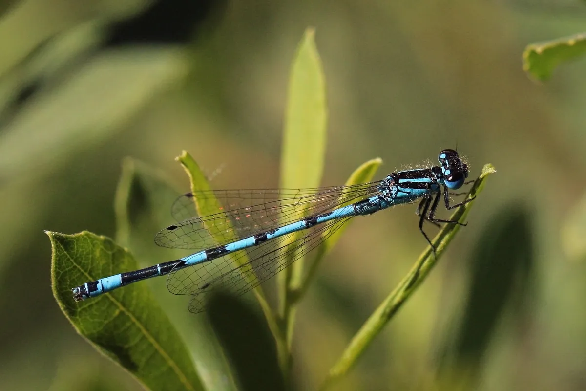 Southern Damselfly