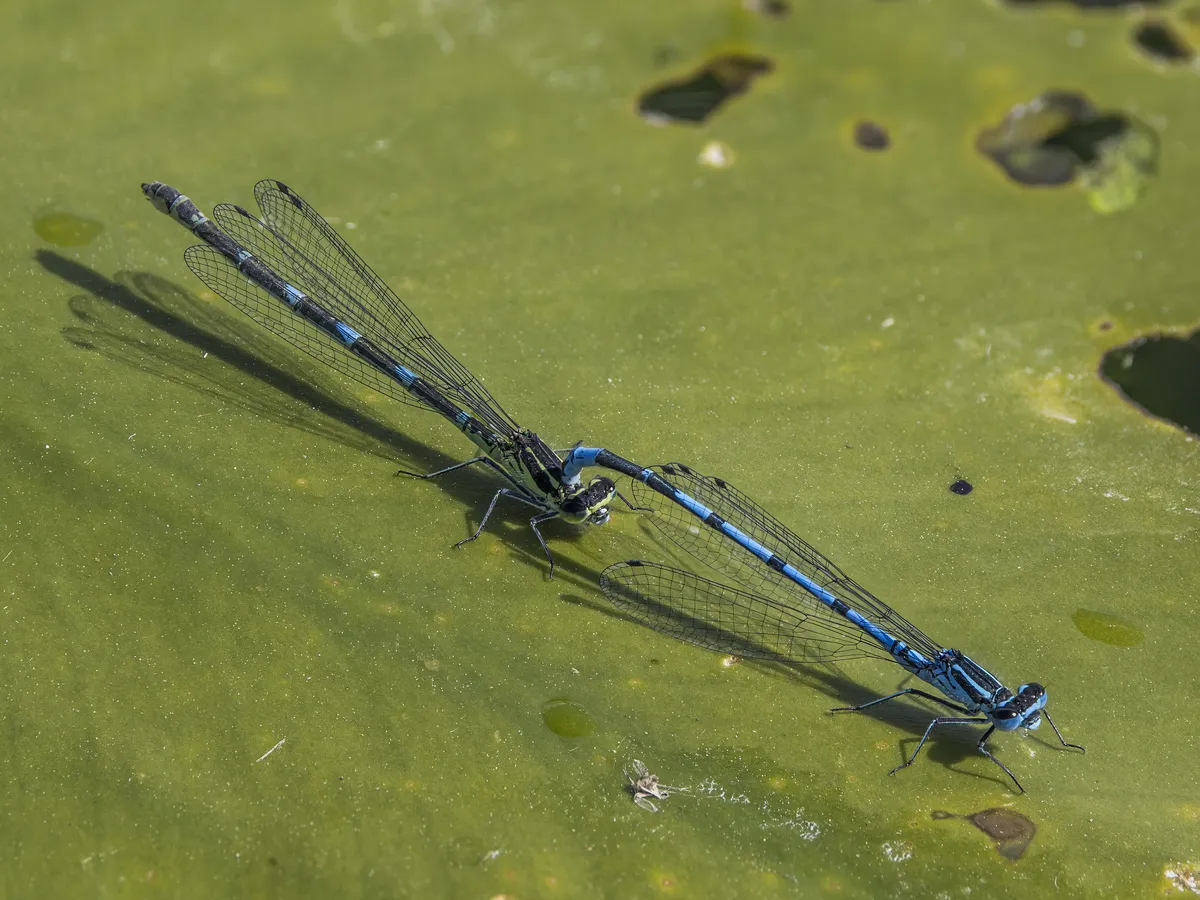 Coenagrion puella