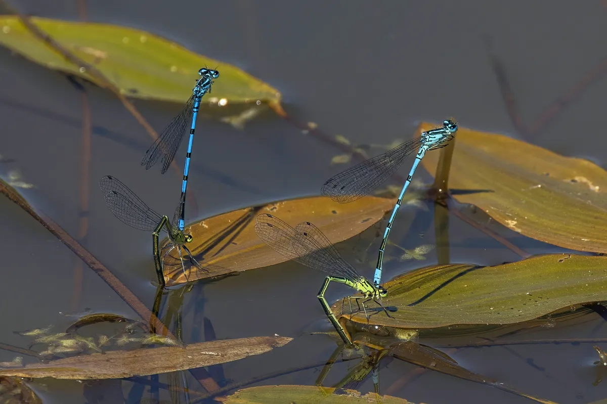 Azure Damselfly