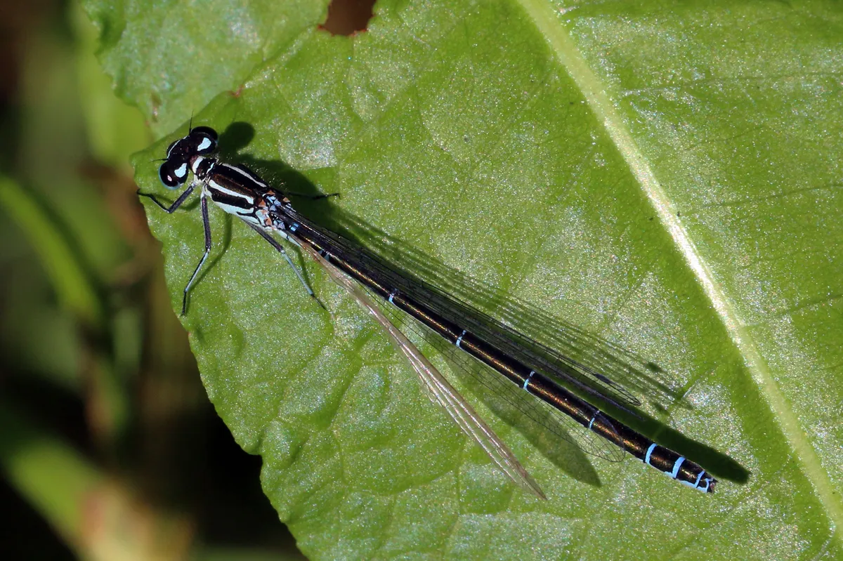 Azure Damselfly