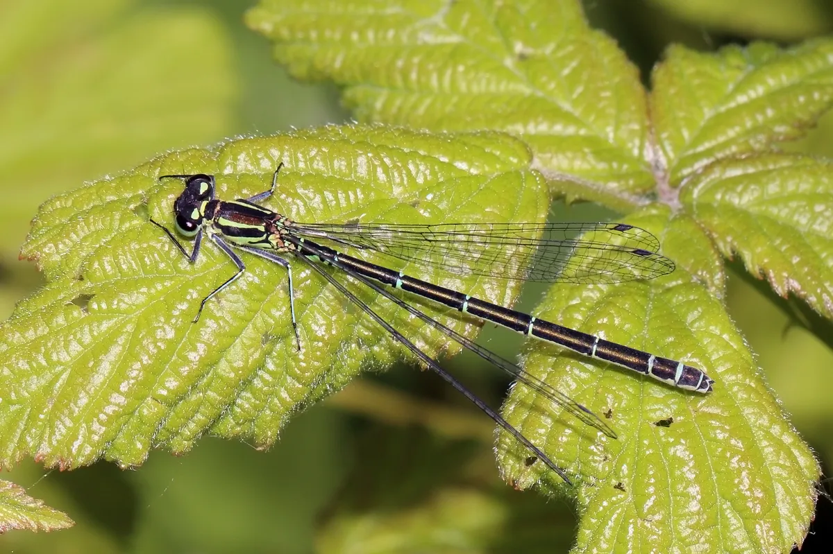 Azure Damselfly