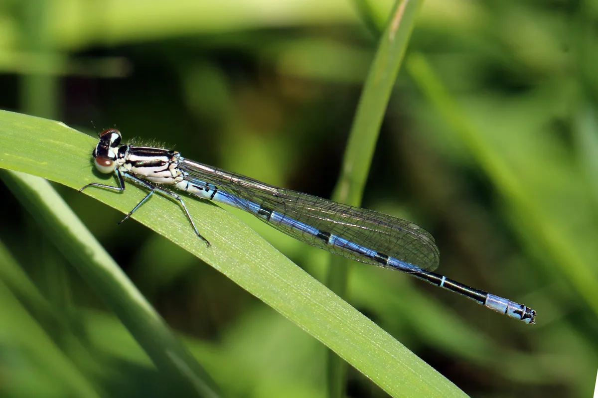Azure Damselfly