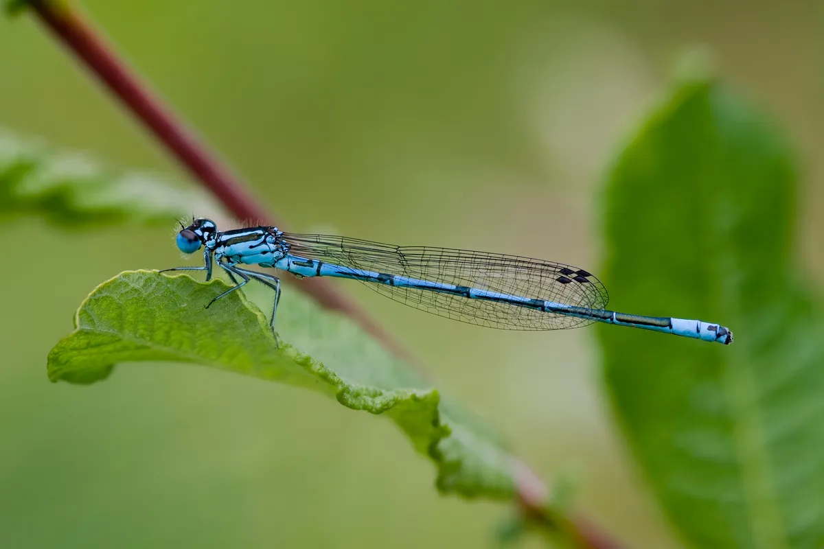 Azure Damselfly