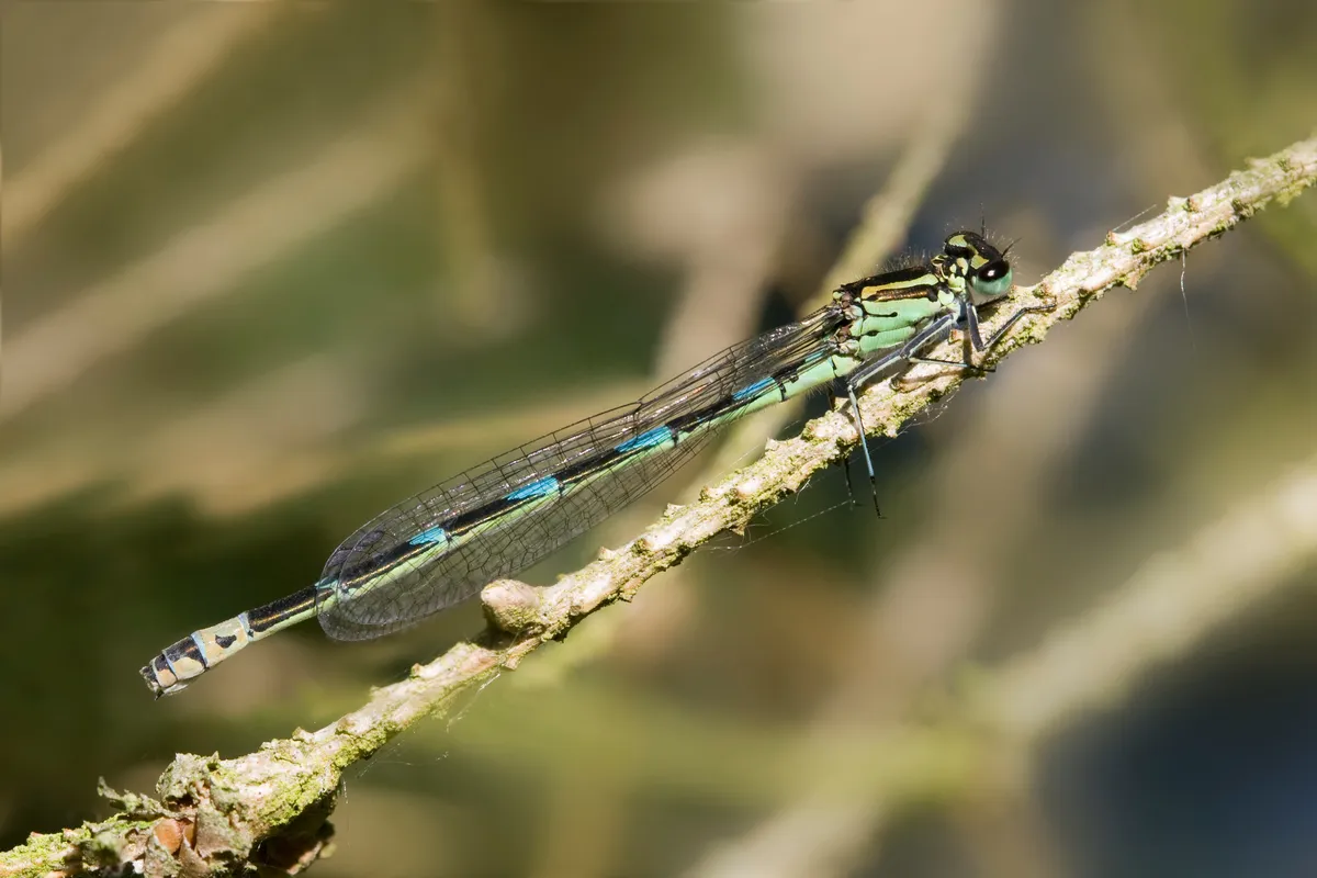 Variable Damselfly