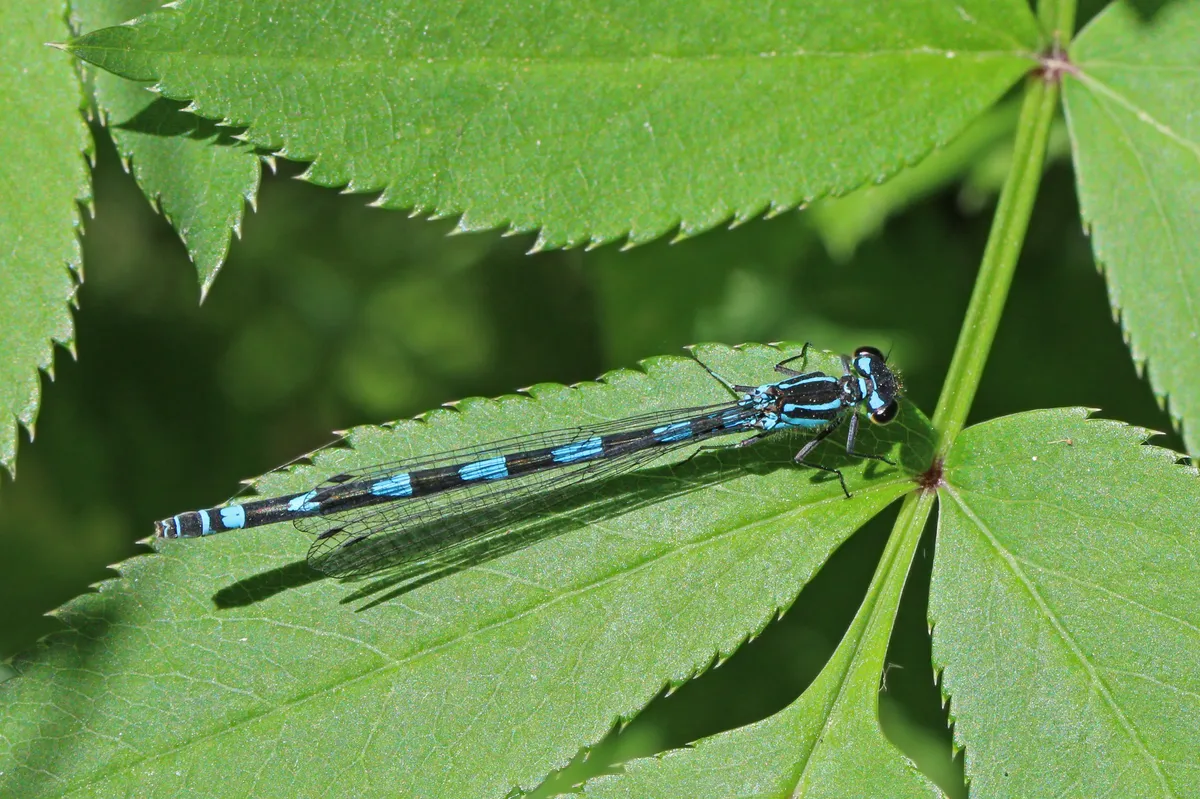 Variable Damselfly