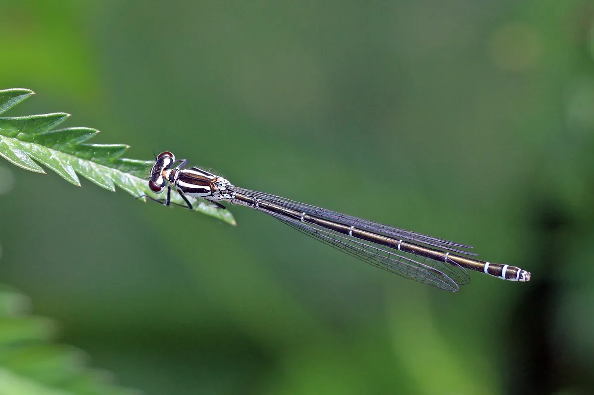 Variable Damselfly