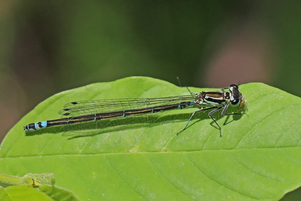 Variable Damselfly