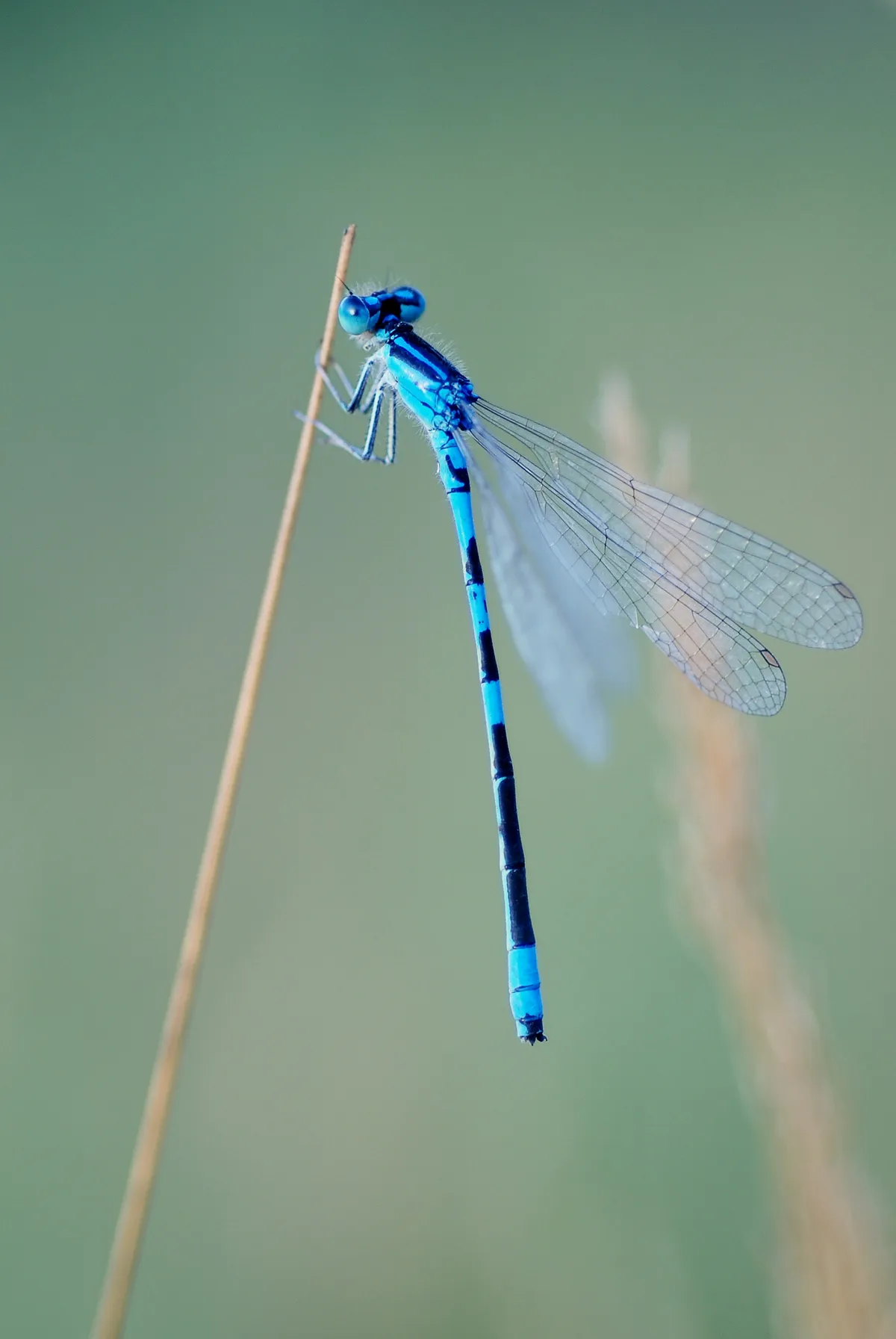 Coenagrion scitulum