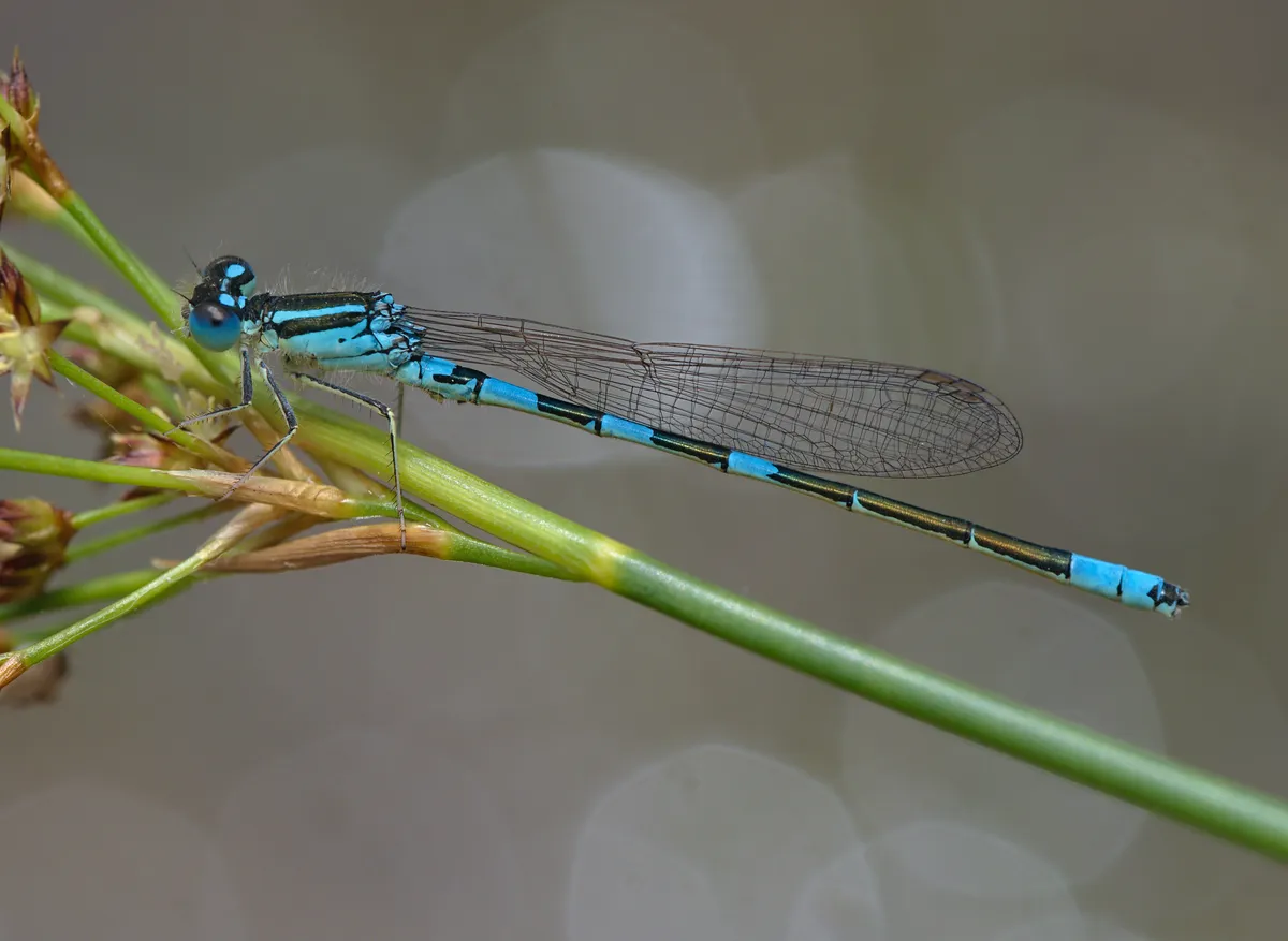 Dainty Damselfly