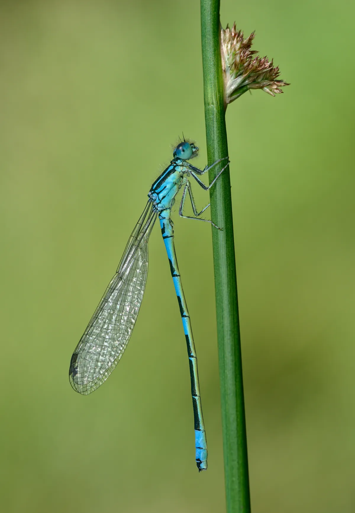 Dainty Damselfly