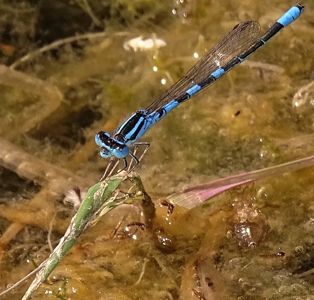 Dainty Damselfly