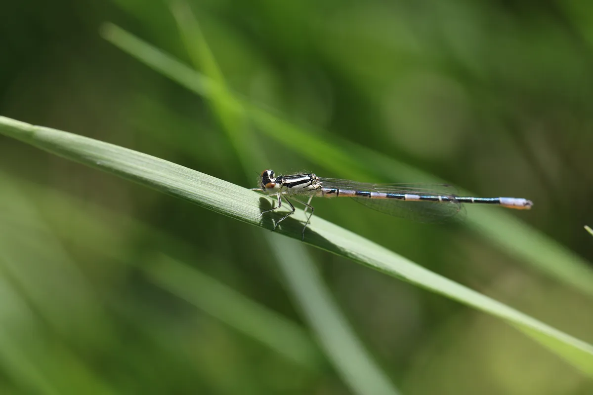 Dainty Damselfly