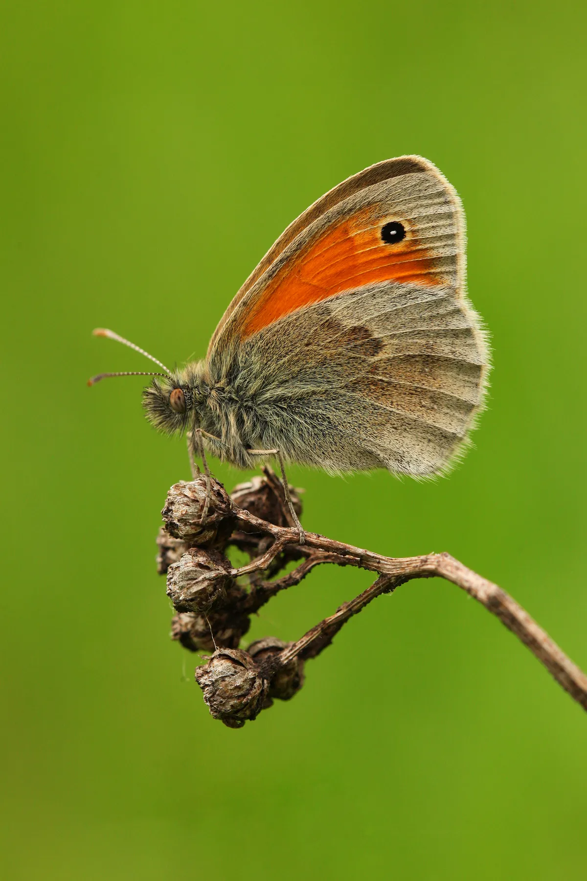 Coenonympha pamphilus