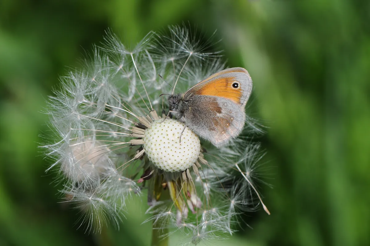 Small Heath