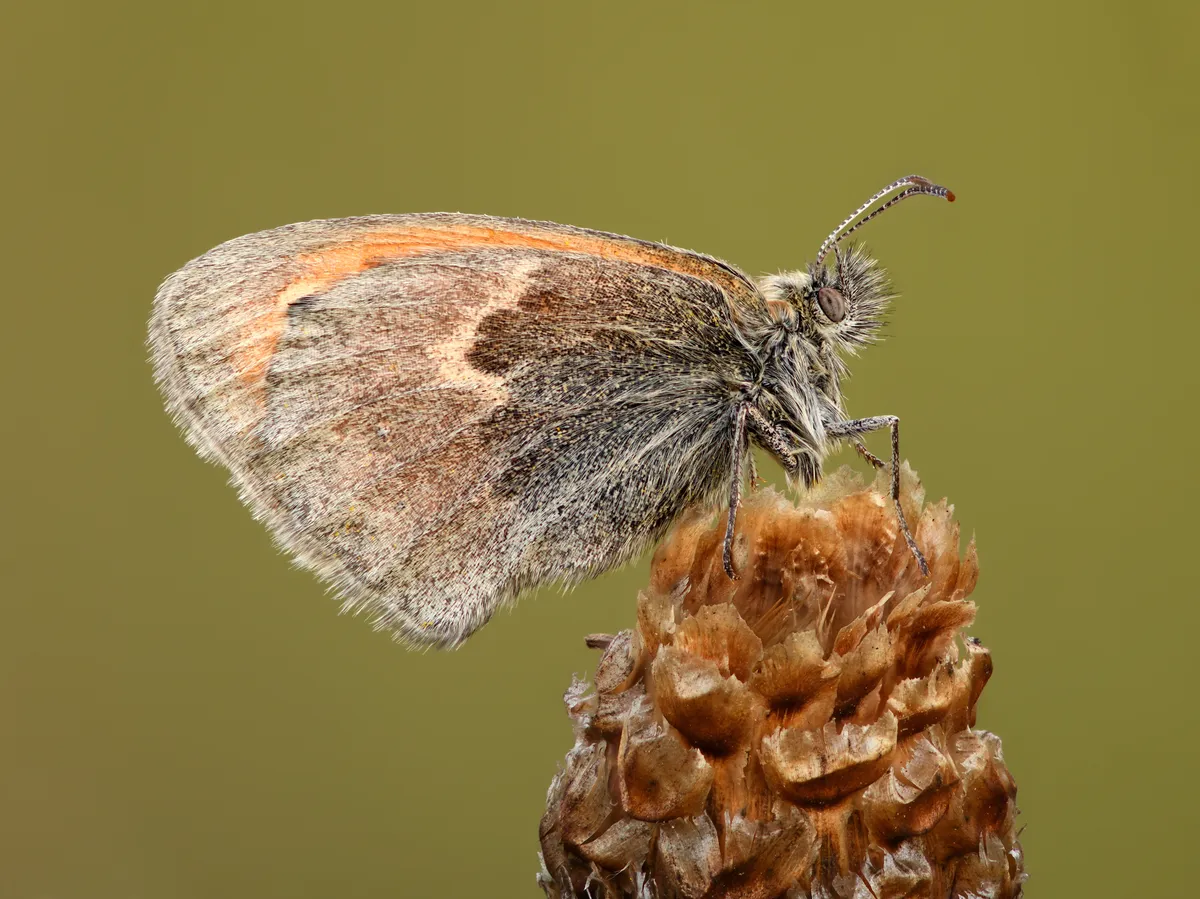 Small Heath