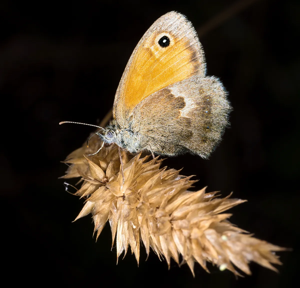 Small Heath
