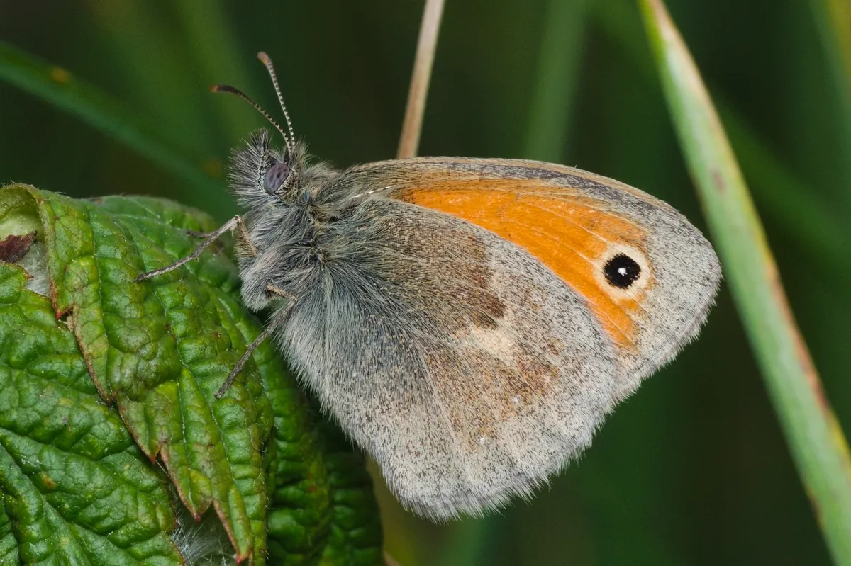 Small Heath