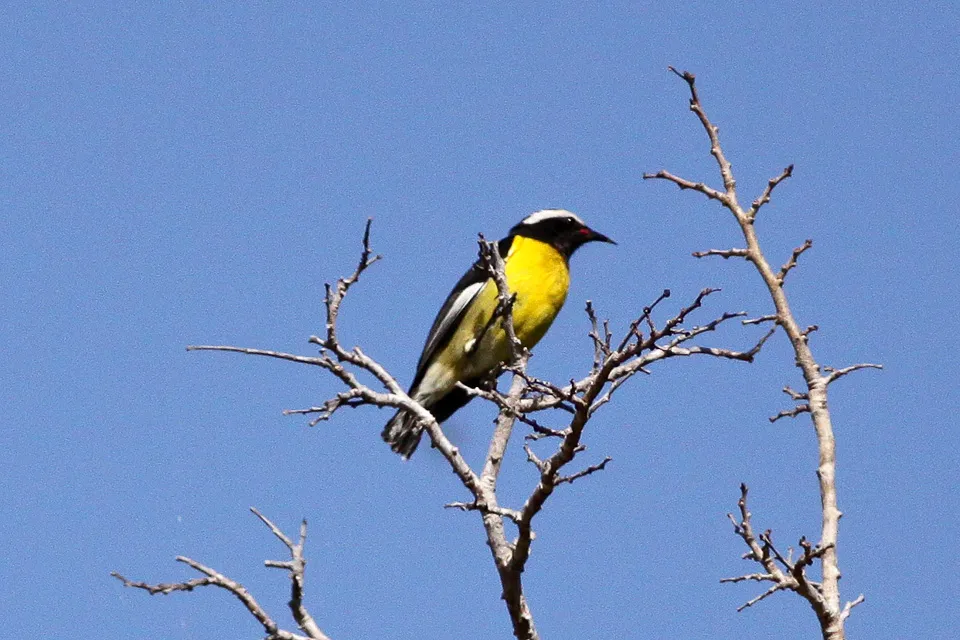 Coereba flaveola
