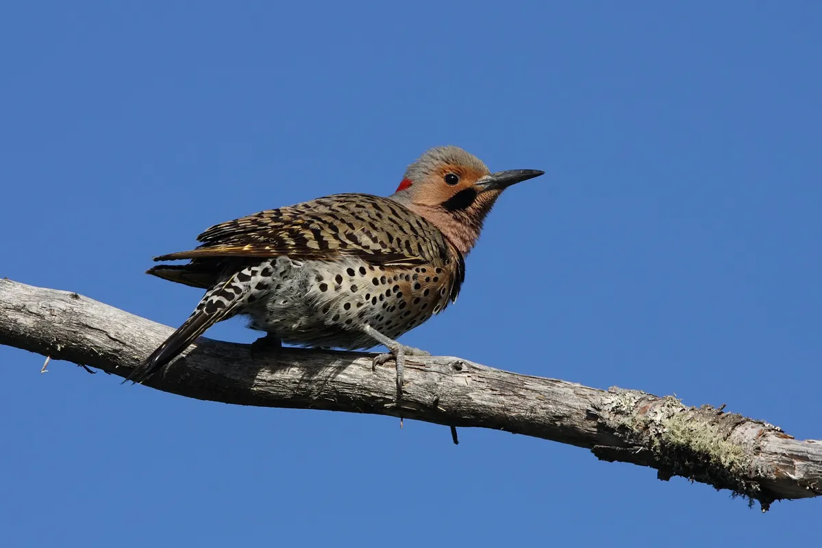 Northern Flicker