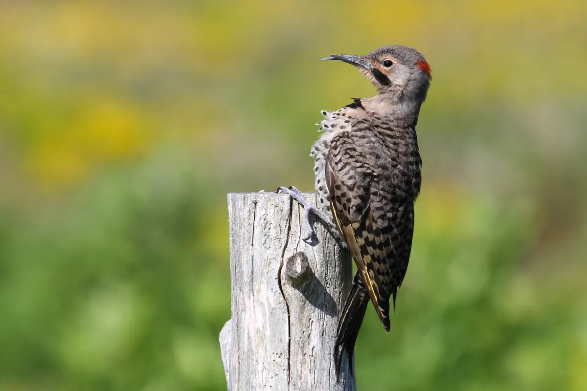 Northern Flicker