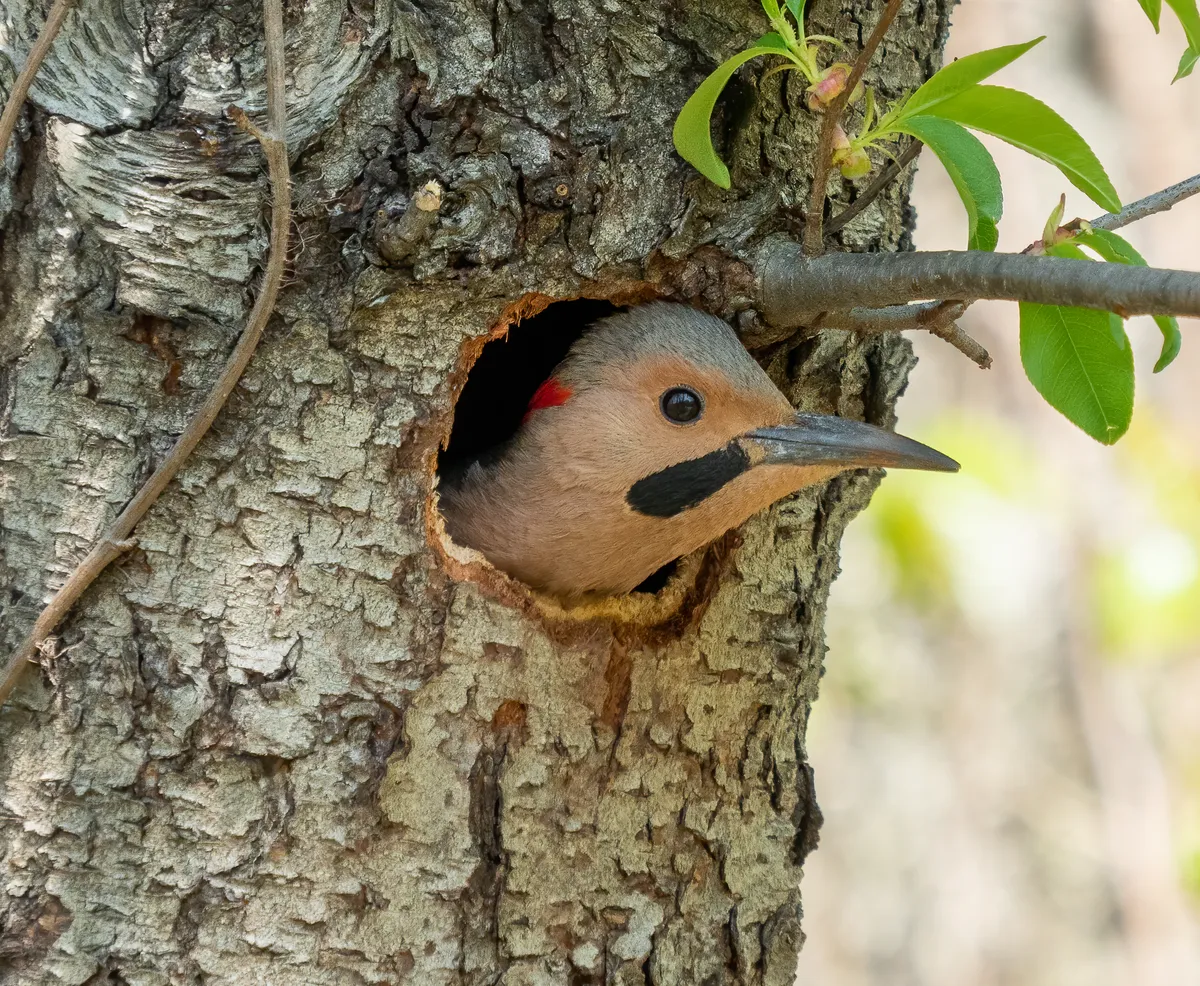 Northern Flicker