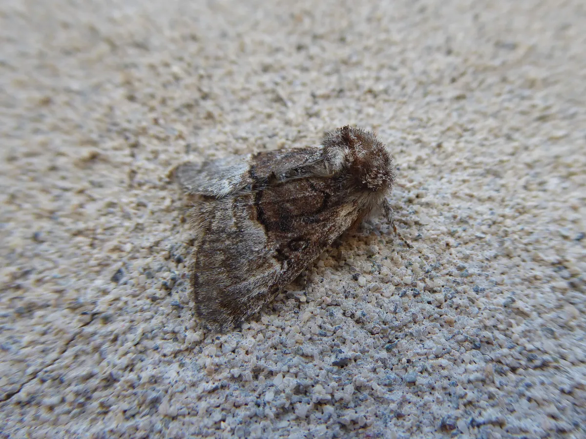 Nut-tree Tussock