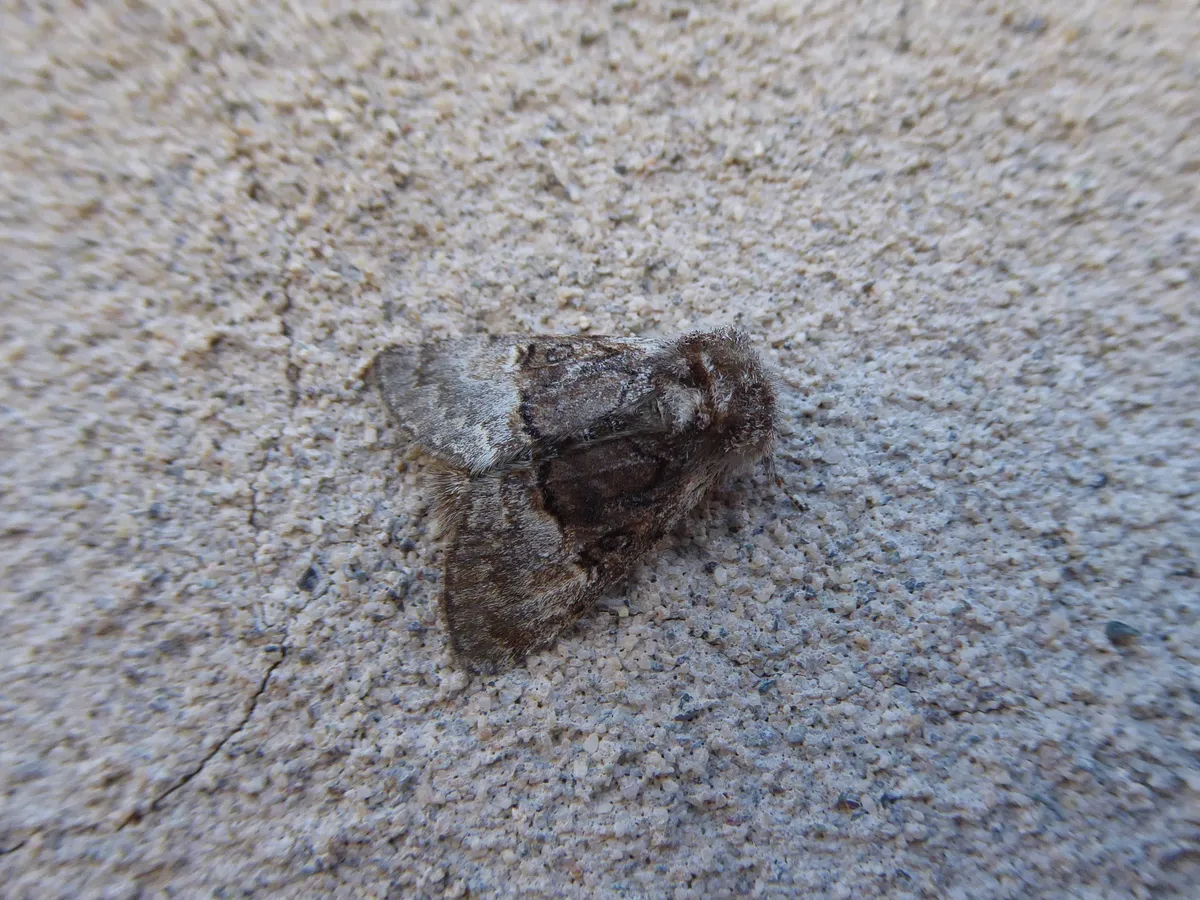 Nut-tree Tussock