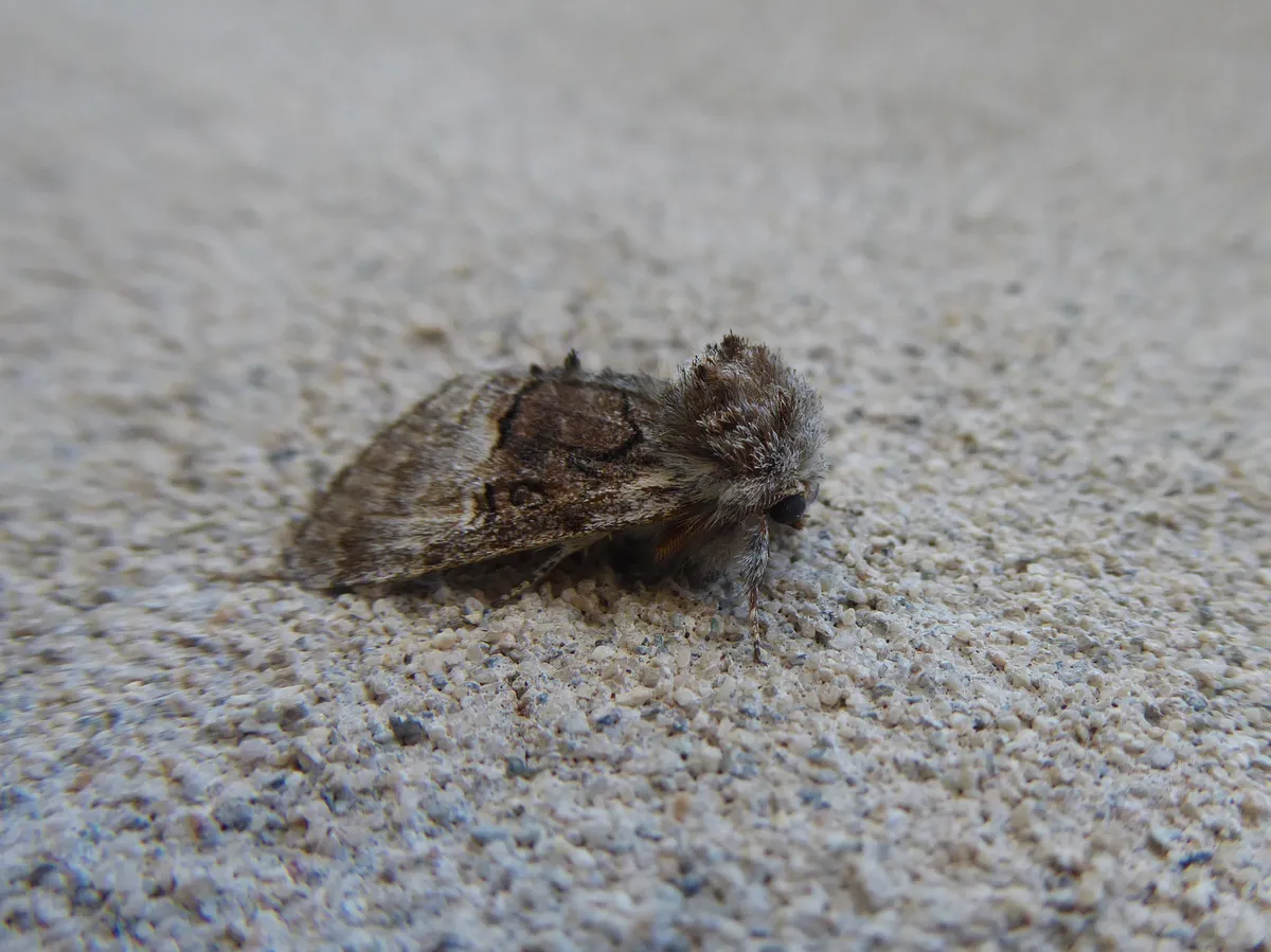 Nut-tree Tussock