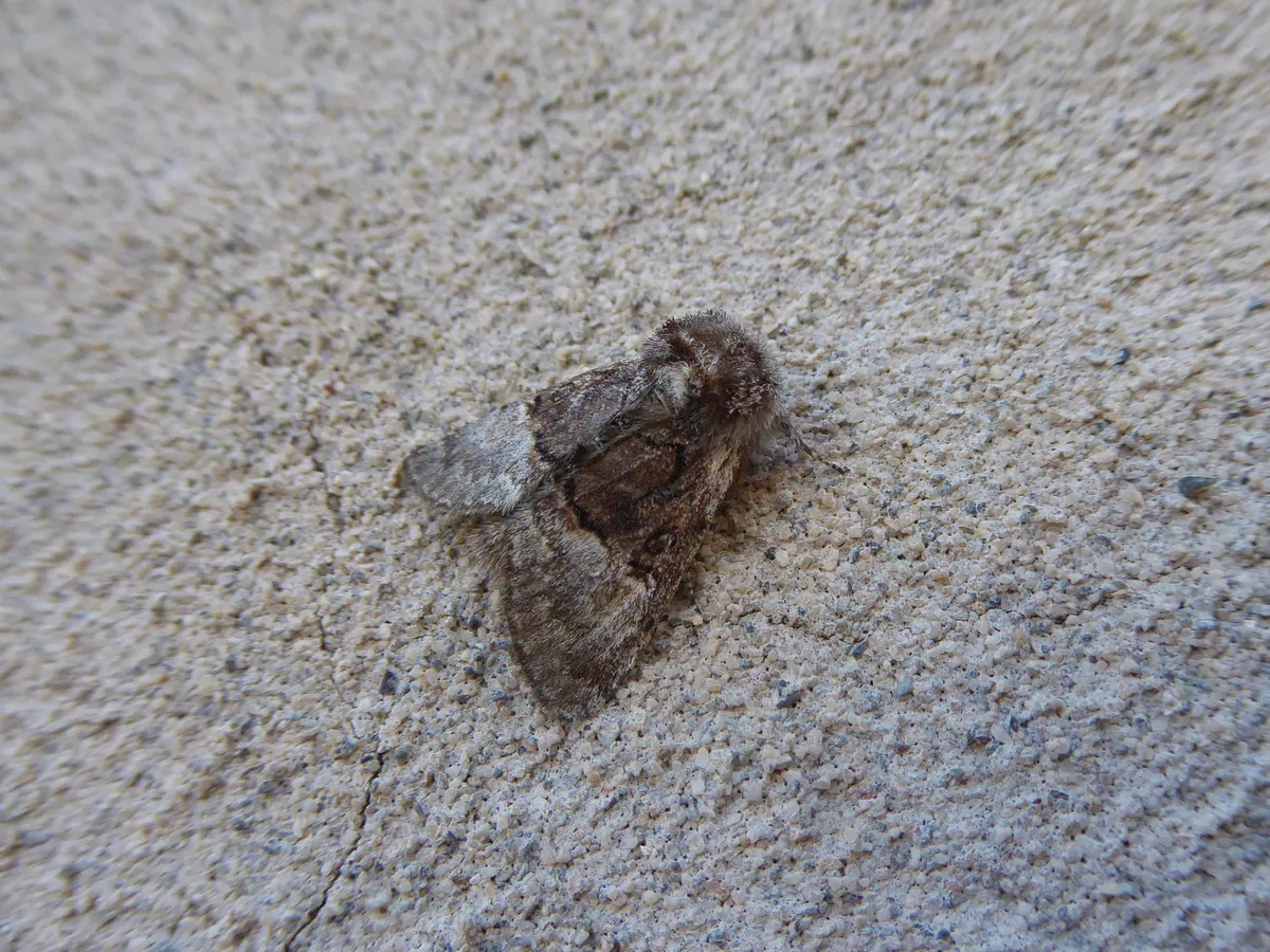 Nut-tree Tussock