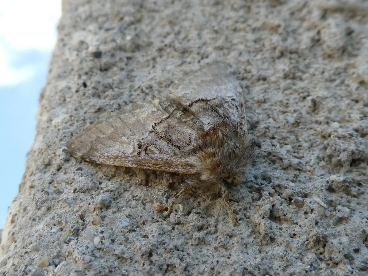 Nut-tree Tussock