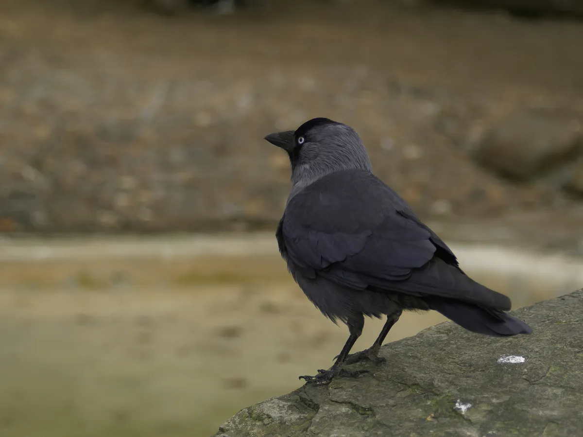 Western Jackdaw
