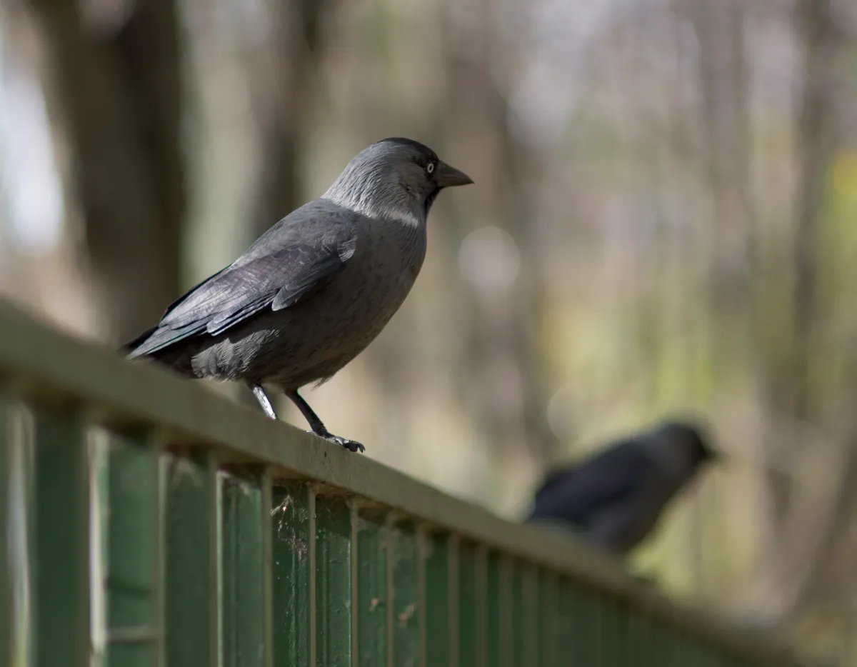 Western Jackdaw
