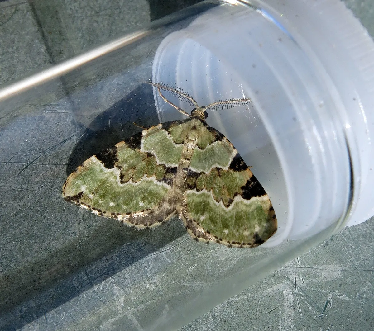 Colostygia pectinataria