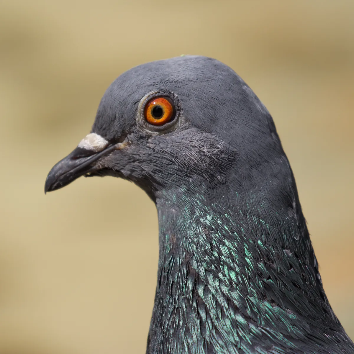 Rock Pigeon / Rock Dove