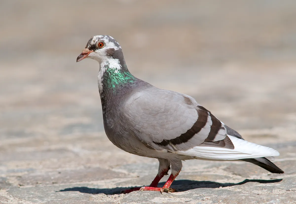 Rock Pigeon / Rock Dove