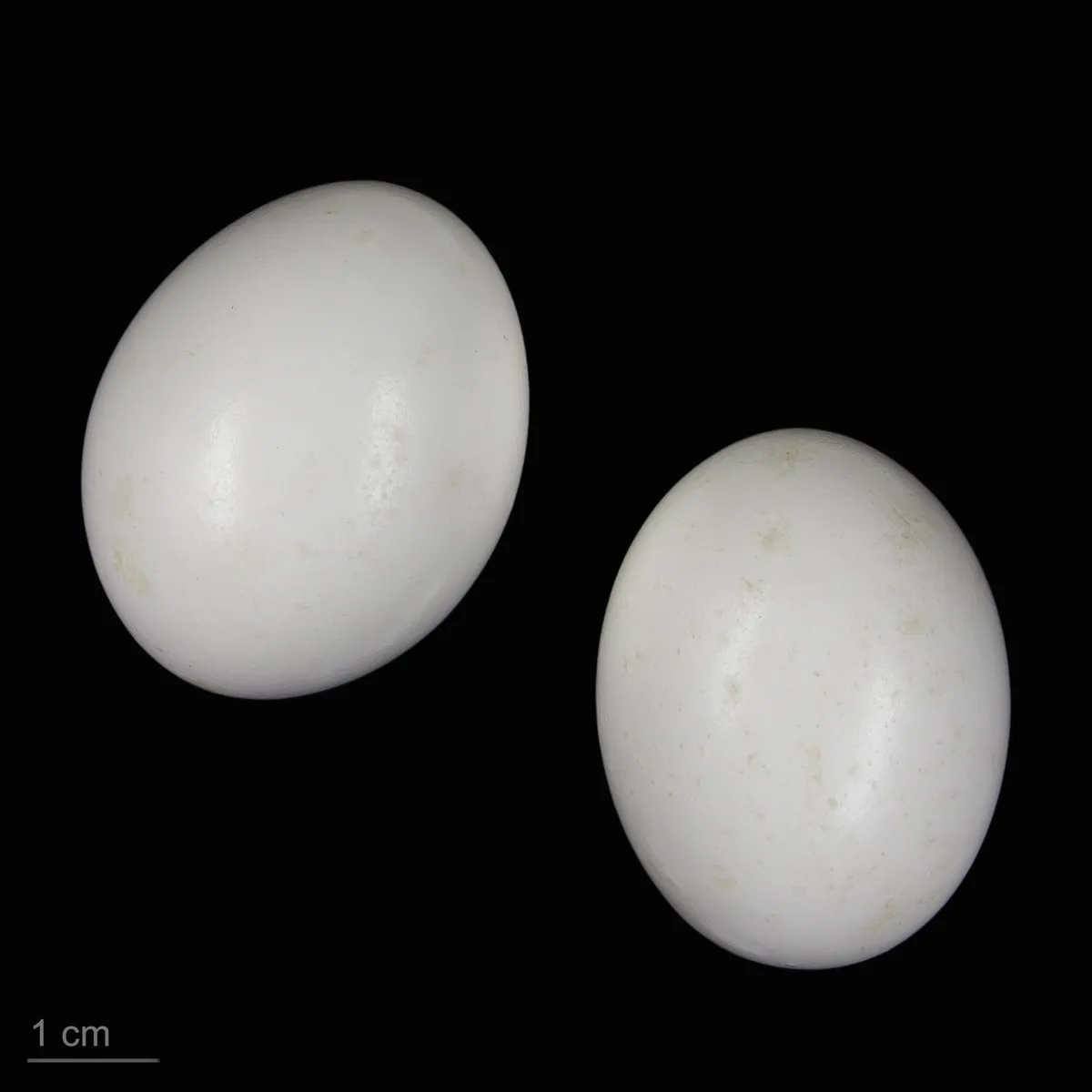 Rock Pigeon / Rock Dove