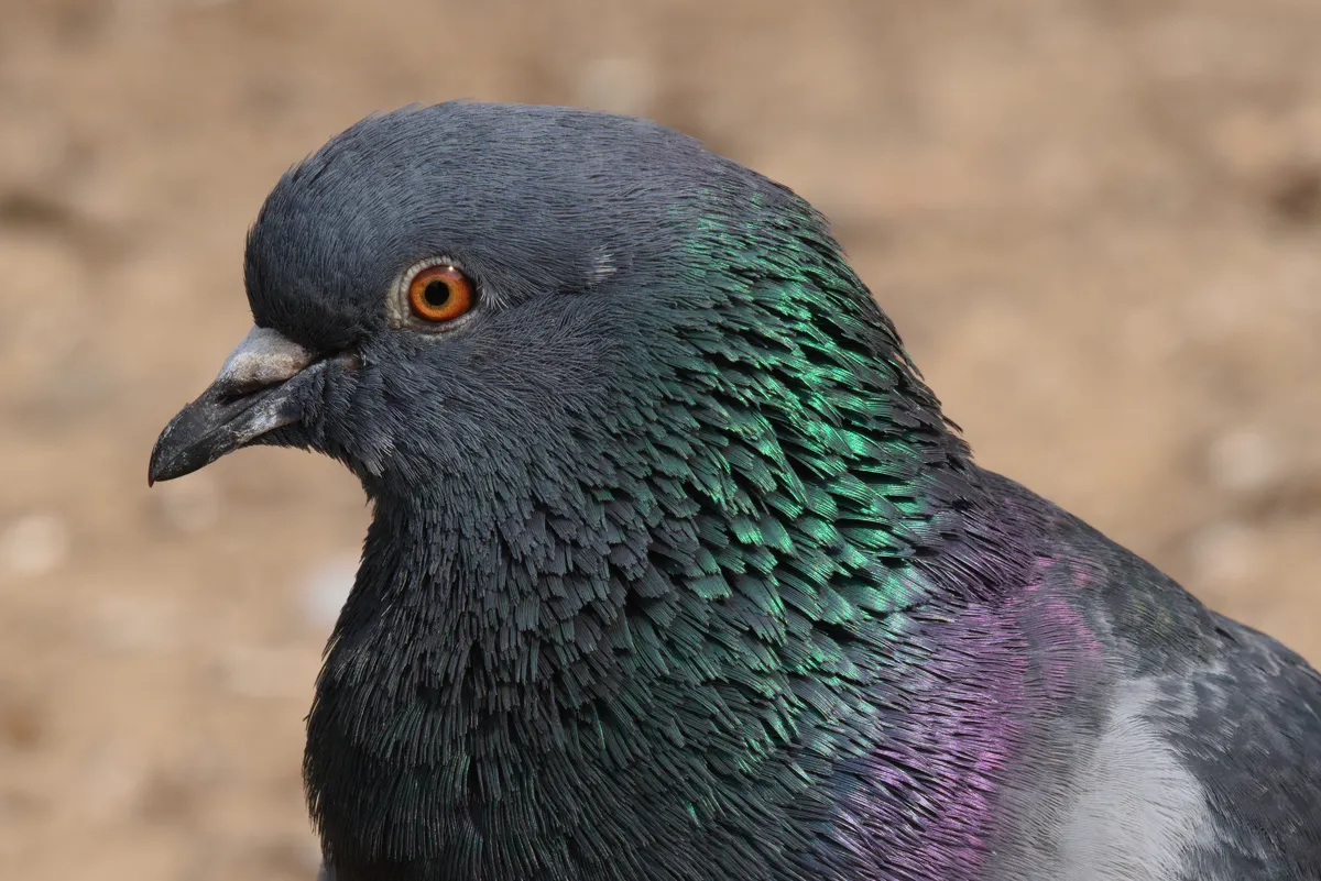 Rock Pigeon / Rock Dove