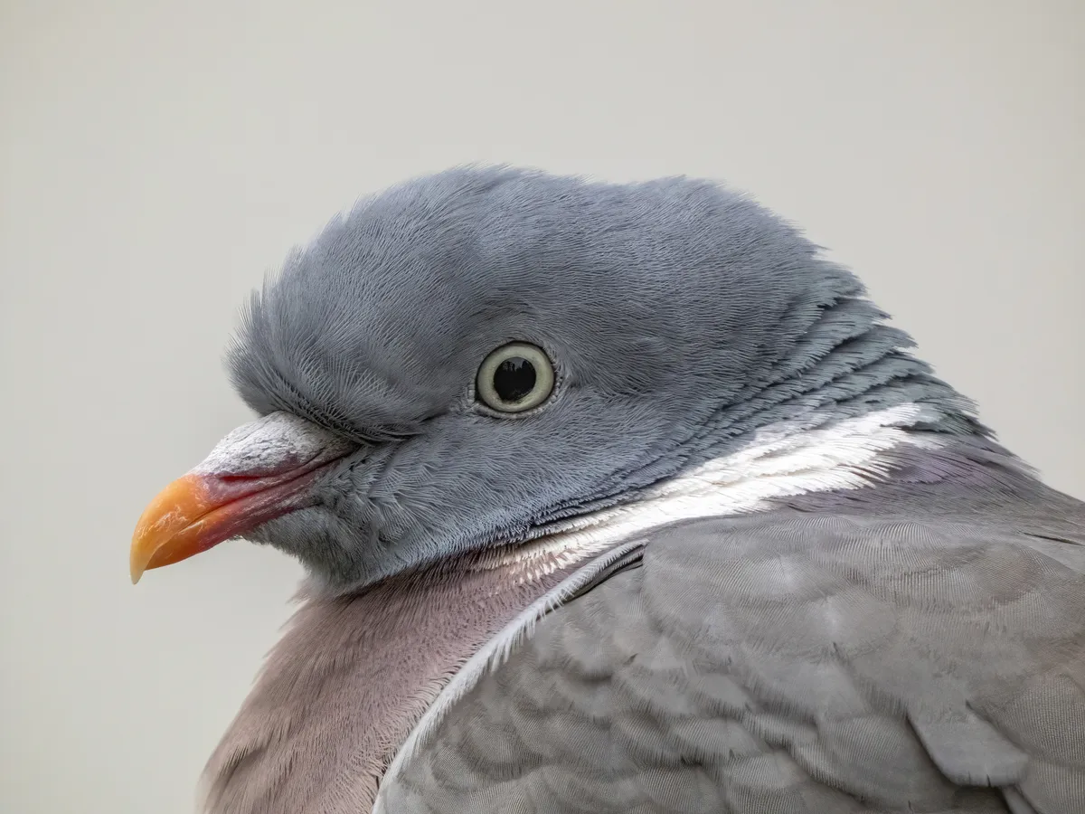 Columba palumbus