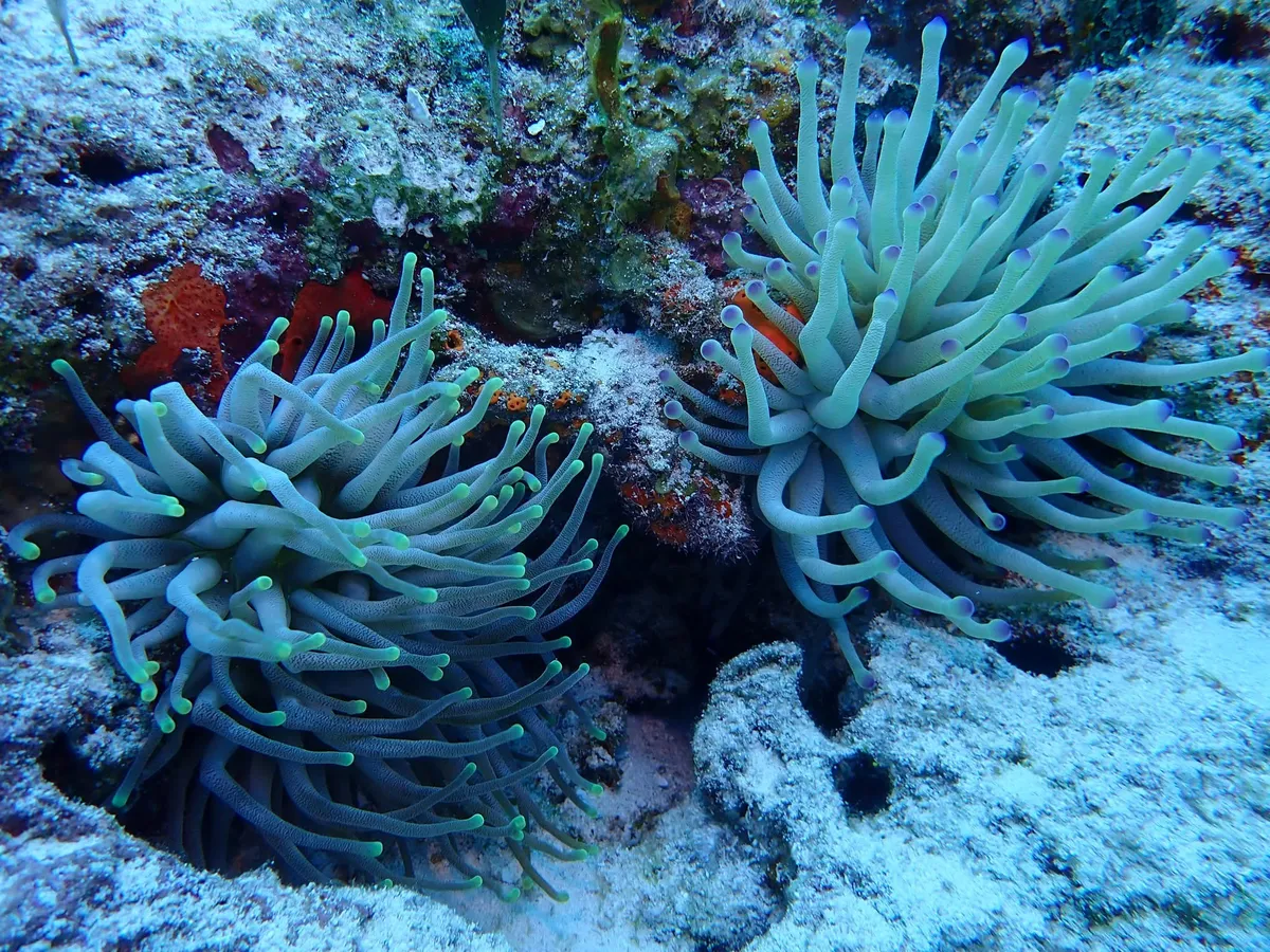 Condylactis gigantea