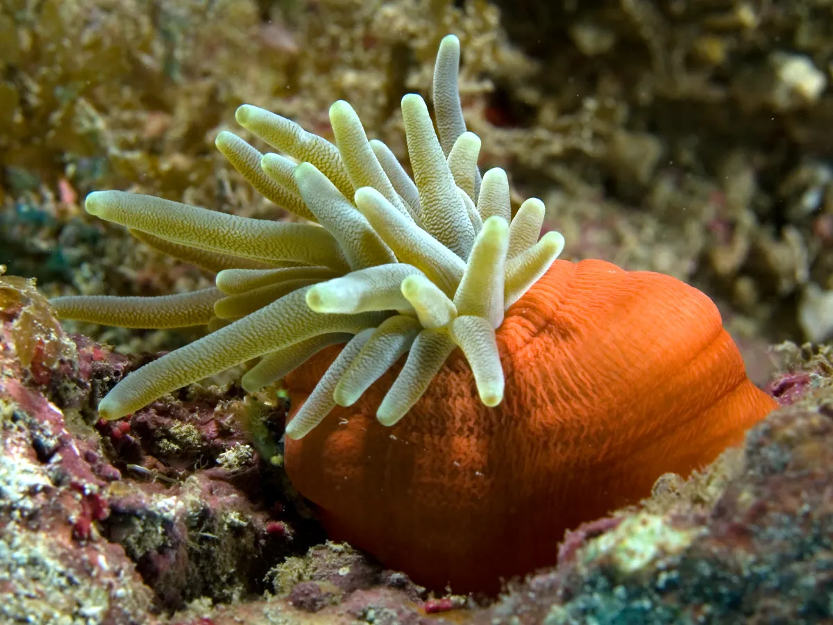 Giant Caribbean Sea Anemone