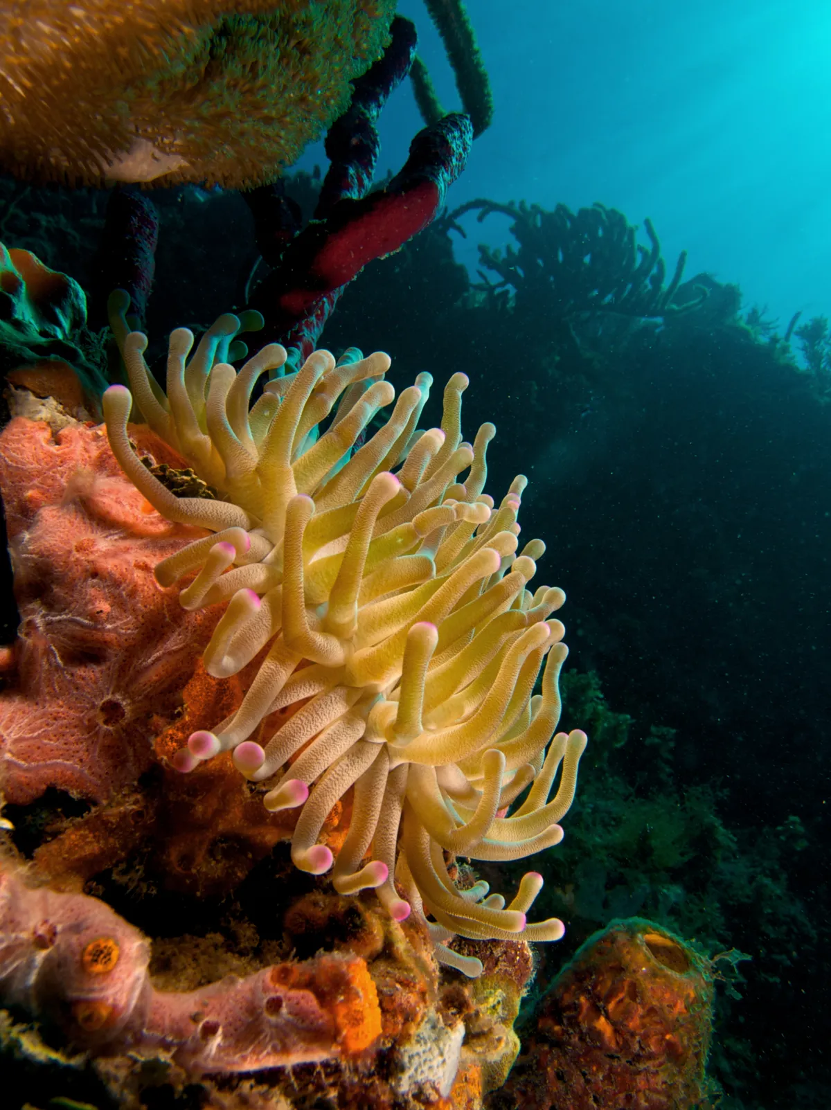 Giant Caribbean Sea Anemone